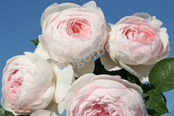 Роза флорибунда Херцогин Христиана Rose Herzogin Christiana