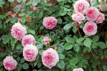 Роза английская Джеймс Гэлвэй Rose James Galway