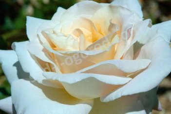 Роза чайно-гибридная Жарден де Багатель Rose hybrid tea Jardins de Bagatelle
