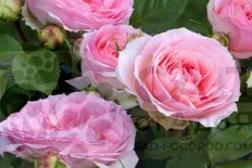 Роза Жюбиле Музей Архангельское / София Романтика Rose Jubilee Musee Archangelskoe