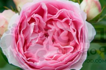 Роза Жюбиле Музей Архангельское / София Романтика Rose Jubilee Musee Archangelskoe