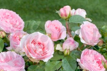 Роза Жюбиле Музей Архангельское / София Романтика Rose Jubilee Musee Archangelskoe