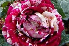 Роза чайно-гибридная Хулио Иглесиас Rose hybrid tea Julio Iglesias