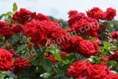 Роза чайно-гибридная Кардинал Rose hybrid tea Kardinal