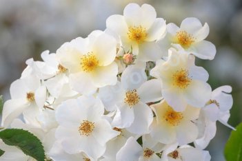 Роза английская Кью Гарденс Rose Kew Gardens