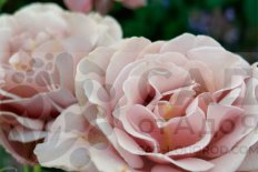 Роза флорибунда Коко Локо Rose Floribunda Koko Loko