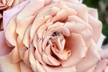 Роза флорибунда Коко Локо Rose Floribunda Koko Loko