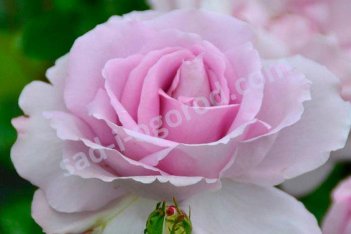 Роза флорибунда Ля Роз дю Пти Пранс/ Синэктиф бай Шисейдо Rose La du Petit Prince / Synactif By Shiseido