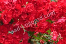 Роза флорибунда Ла Севийана Rose La Sevillana