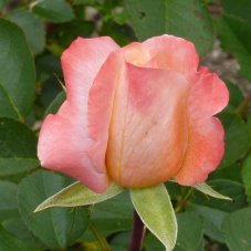 Роза чайно-гибридная Летиция Каста Rose hybrid tea Laetitia Casta
