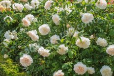 Роза английская Личфилд Энджел Rose Lichfield Angel