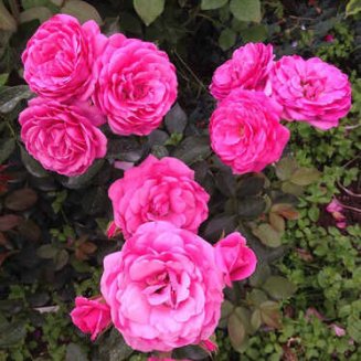 Роза флорибунда Маджента Диадем Rose Diadem Magenta
