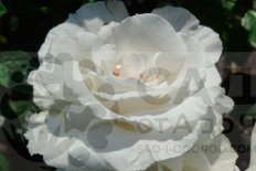 Роза Маргарет Меррил флорибунда Rosa floribunda Margaret Merril