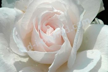 Роза Маргарет Меррил флорибунда Rosa floribunda Margaret Merril
