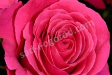 Роза чайно-гибридная Мария Каллас Rose hybrid tea Maria Callas