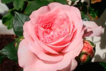 Роза Мария-Терезия флорибунда Rosa Maria Theresia floribunda