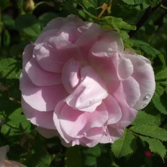 Роза Мартин Фробишер Rose Martin Frobisher