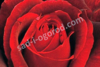 Роза чайно-гибридная Мистер Линкольн Rose hybrid tea Mister Lincoln
