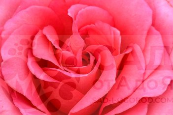 Роза чайно-гибридная Мондиаль Rose hybrid tea Mondiale