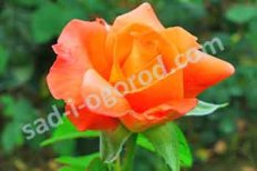 Роза чайно-гибридная Моника Rose hybrid tea Monika