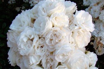 Роза Нэж д`Этэ мускусный гибрид Rose Hybrid Musk Neige d'Ete