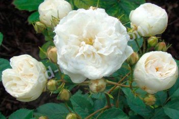Роза Нэж д`Этэ мускусный гибрид Rose Hybrid Musk Neige d'Ete
