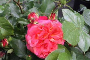 Роза флорибунда Новалис Rose Novalis