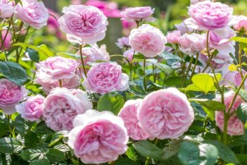 Роза английская Оливия Остин Rose Olivia Rose Austin