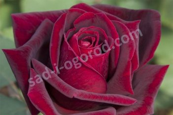 Роза чайно-гибридная Папа Мейан Rose hybrid tea Papa Meilland