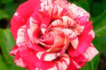 Роза чайно-гибридная Папагено Rose hybrid tea Papageno