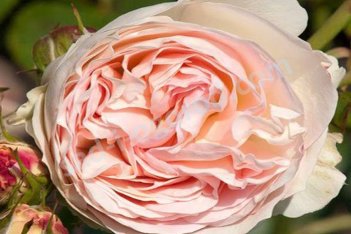 Роза флорибунда Пастелла Rose Pastella