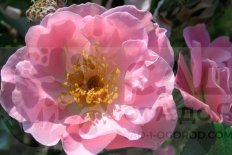 Роза Пинк Робуста Rose Pink Robusta