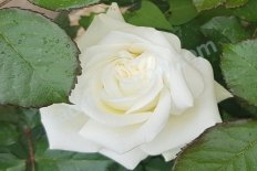 Роза чайно-гибридная Поларштерн Rose hybrid tea Polarstern