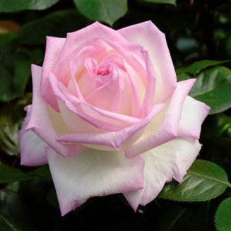 Роза чайно-гибридная Принцесса Монако Rose hybrid tea Princesse De Monaco