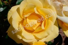 Роза флорибунда Рэйон де Солей / Голден Боника Rose Rayon de Soleil / Golden Bonica