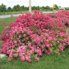 Роза почвопокровная Ред Естудей Rose Red Yesterday