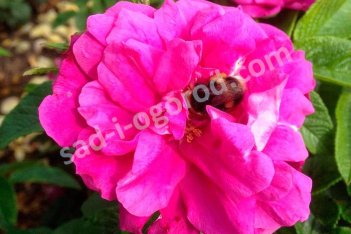 Роза ругоза Ханза Rosе rugosa Hansa