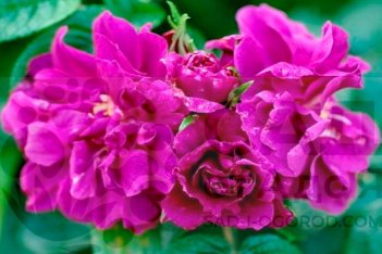 Роза ругоза Ханза Rosе rugosa Hansa