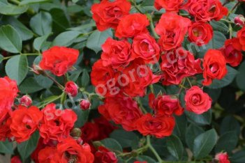 Роза почвопокровная Скарлет Мейяндекор Rose Scarlet Meidiland Decor