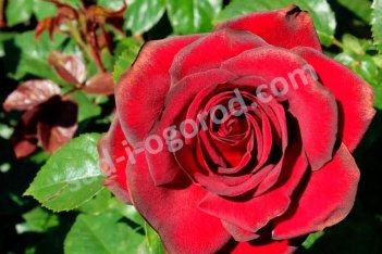 Роза чайно-гибридная Шварце Мадонна Rose hybrid tea Schwarze Madonna