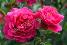Роза английская Сэр Джон Бетджемен Rose Sir John Betjeman