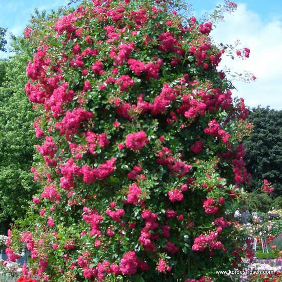 Роза Купить саженцы розы плетистой Супер Эксцельза Super Excelsa из