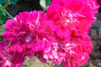 Роза плетистая Супер Эксцельза Rose climbing Super Excelsa