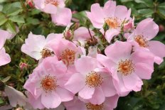 Роза почвопокровная Свит Хэйз Rose Sweet Haze