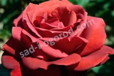 Роза чайно-гибридная Терракота Rose hybrid tea Terracotta