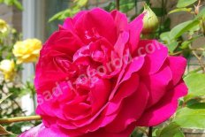 Роза английская Тесс оф зе д'Урбервилльс Rose Tess of the d’Urbervilles