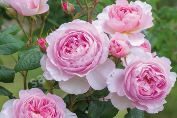 Роза английская Эйншент Марине Rose Ancient Mariner