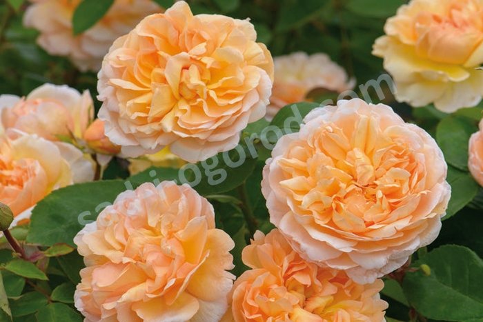 Купить саженцы розы английской Зе Леди Гарденер The Lady Gardener