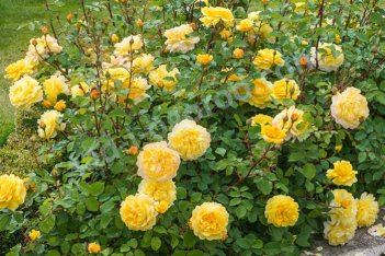 Роза английская Зе Поэт`с Вайф Rose The Poets Wife