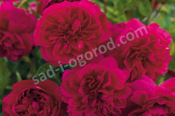 Роза английская Томас Бекет Rose Thomas à Becket